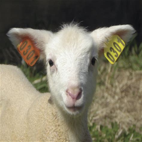 uhf rfid animal tags|rfid ear tags for animals.